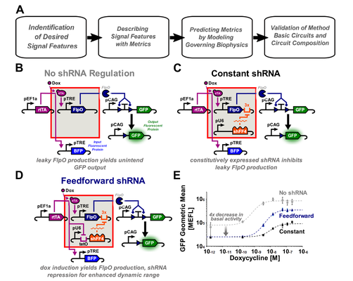 Quantitative Characterization of Recombinase-Based Digitizer Circuits Enables Predictable Amplification of Biological Signals